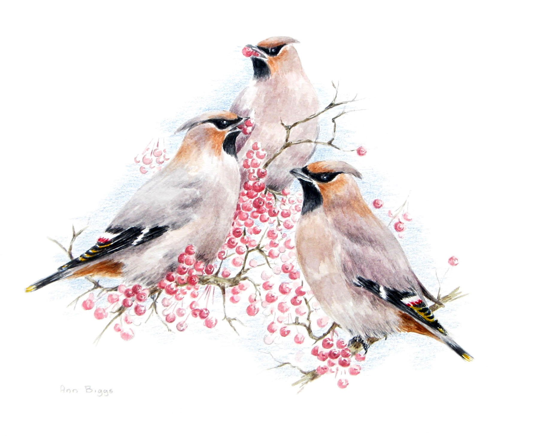3 waxwings